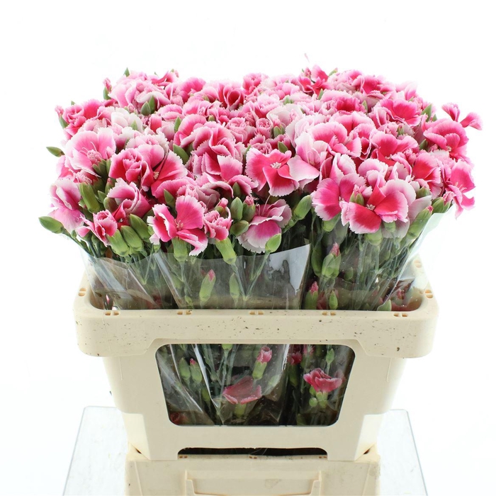 <h4>Di Tr Simply Cherry Extra</h4>