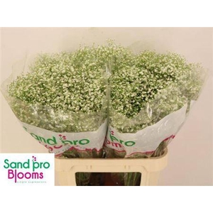 Gyps Pa Zi Discovery