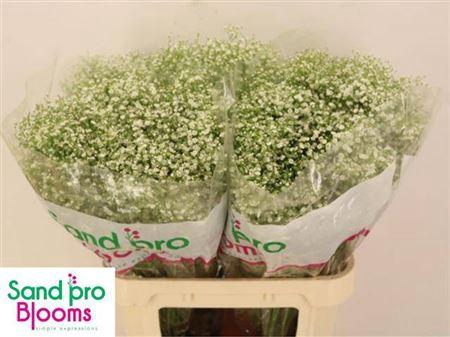 <h4>Gyps Pa Zi Discovery</h4>