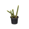 CACTUS RABO DE GATO P15