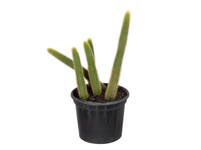 CACTUS RABO DE GATO P15