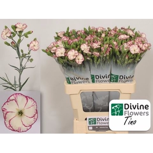 Dianthus TR 'Solomio Tino'