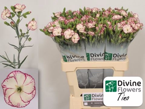 <h4>Dianthus TR 'Solomio Tino'</h4>