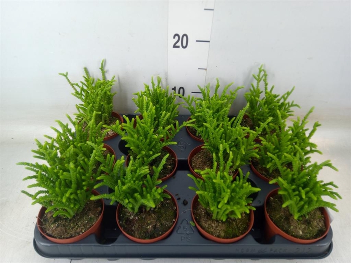 <h4>Crassula   ...</h4>