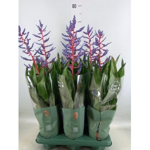 Aechmea  'Blue Rain'