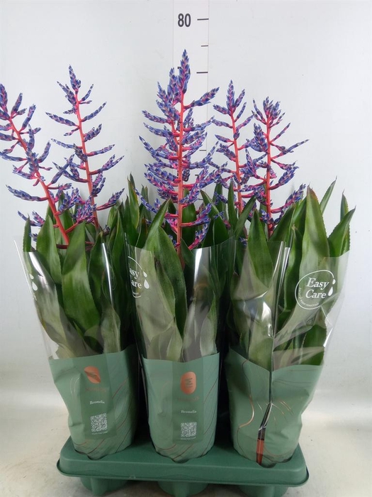 <h4>Aechmea  'Blue Rain'</h4>