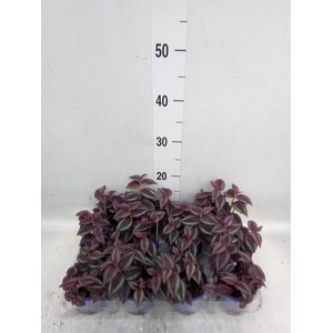 Tradescantia   ...