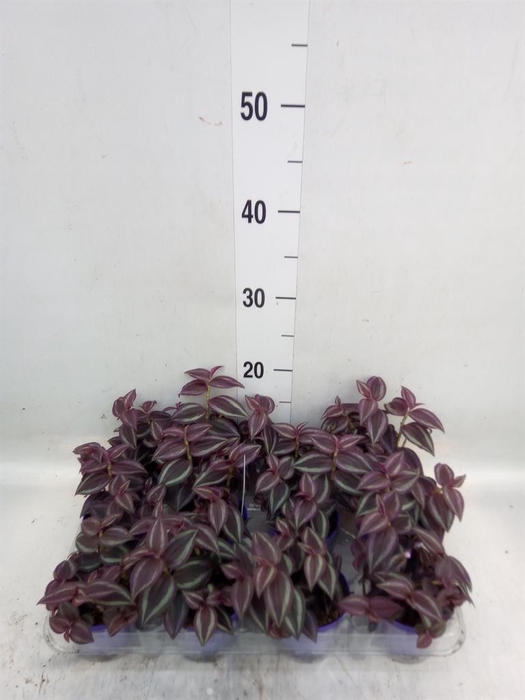 <h4>Tradescantia   ...</h4>