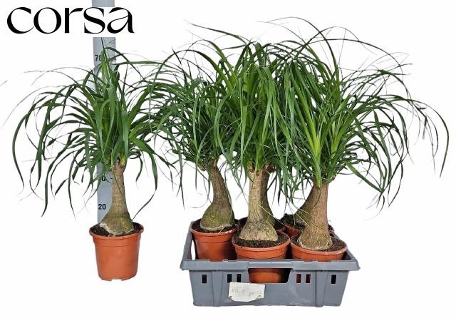 <h4>BEAUCARNEA RECUR</h4>