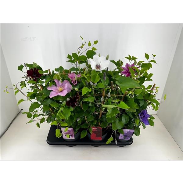 Clematis Boulevard gemengd