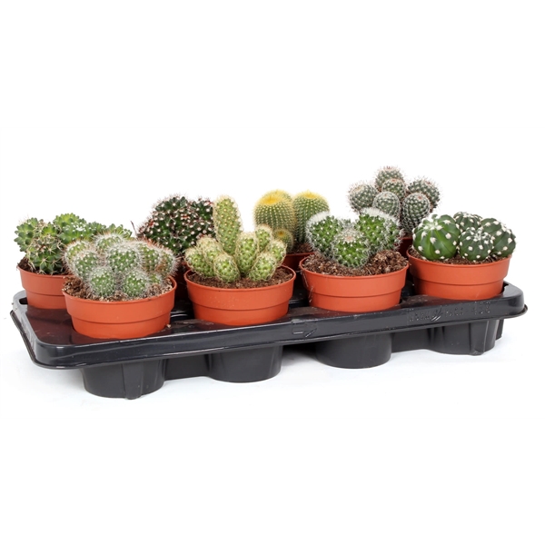 <h4>Cactus bollen mix 12 cm</h4>