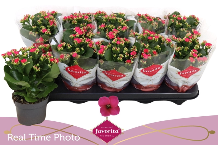 <h4>KAL EN THALIA</h4>