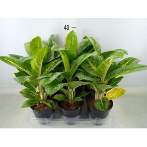 Aglaonema  'Lemon Mint'