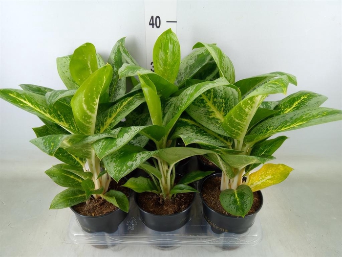 <h4>Aglaonema  'Lemon Mint'</h4>