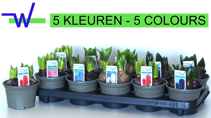 <h4>HYACIN GEM 5 KL</h4>