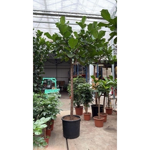 Ficus lyrata