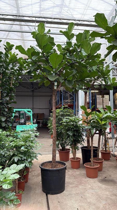 <h4>Ficus lyrata</h4>