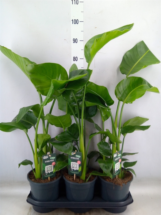 <h4>Strelitzia nicolai</h4>