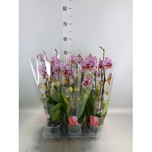 Phalaenopsis  'Elegant Cascade'