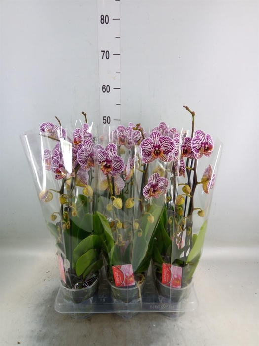 <h4>Phalaenopsis  'Elegant Cascade'</h4>