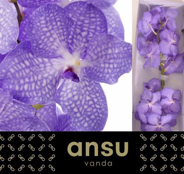 Vanda Angelite X16