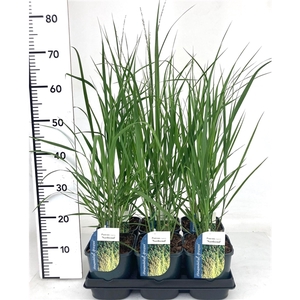 Panicum virgatum 'Northwind' P17