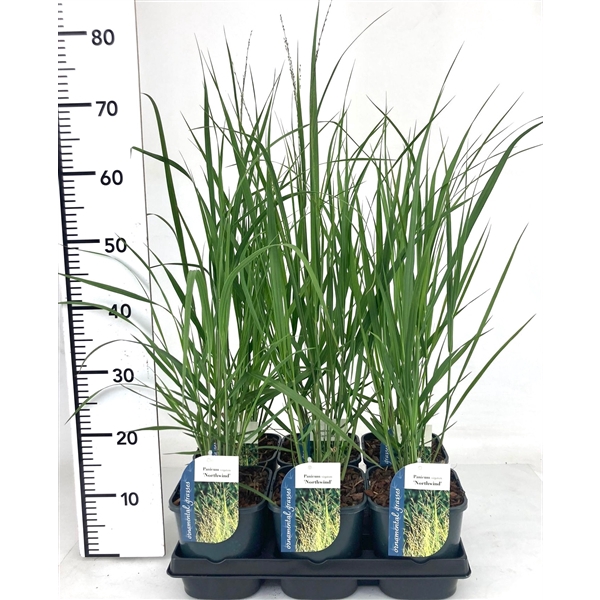 <h4>Panicum virgatum 'Northwind' P17</h4>