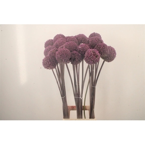 Allium Summer Drummer