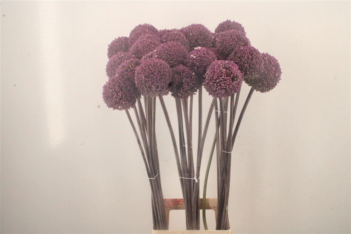 <h4>Allium Summer Drummer</h4>