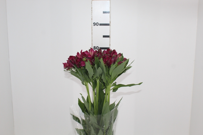 <h4>ALSTROEMERIA NAPOLI 080 CM</h4>