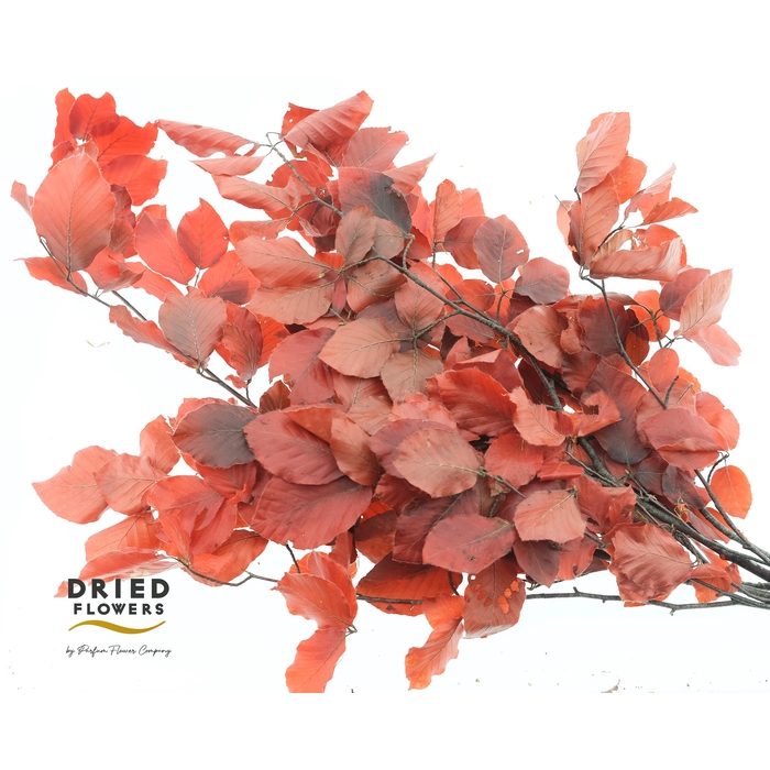 <h4>Faggio Preserved Orange (beech,beuk)</h4>