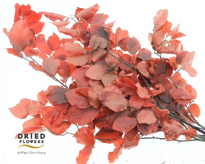 <h4>Faggio Preserved Cerise (beech,beuk)</h4>