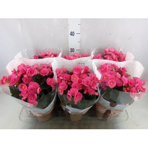 Begonia elat. HL 'Adonia Pink'
