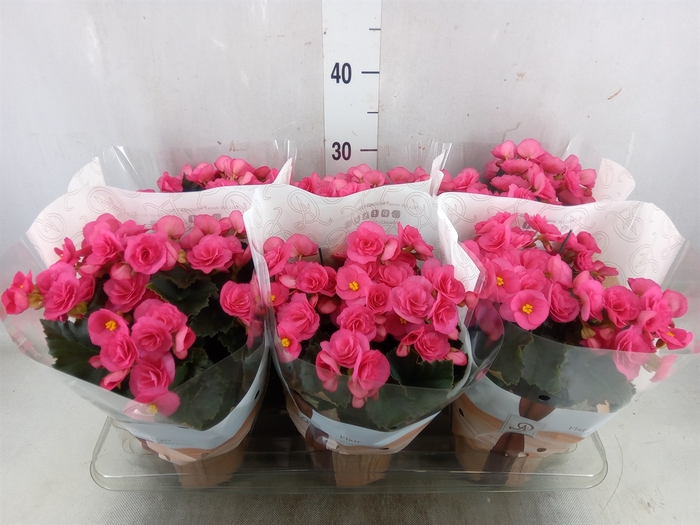 <h4>Begonia elat. HL 'Adonia Pink'</h4>