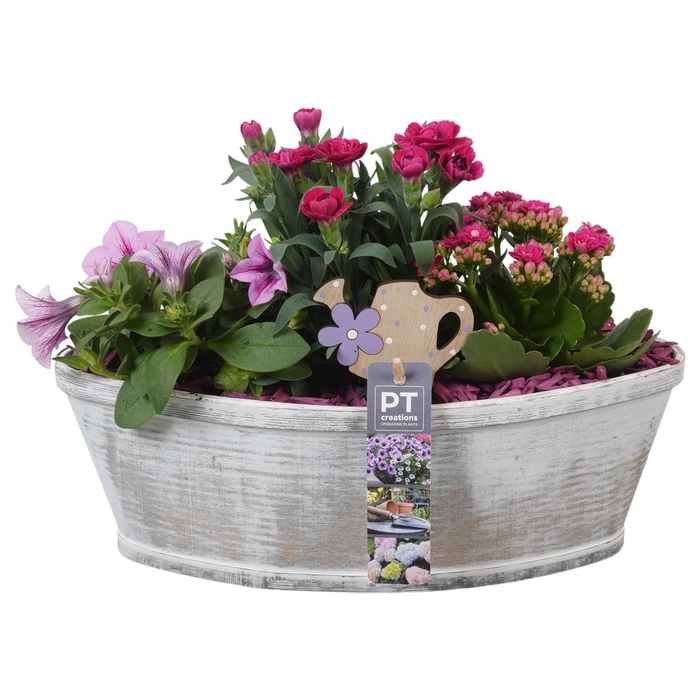 <h4>PTPP7009 Arrangement Patio in houten boot</h4>