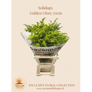 SOLI GOLDEN GLORY