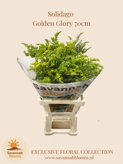 <h4>SOLI GOLDEN GLORY</h4>