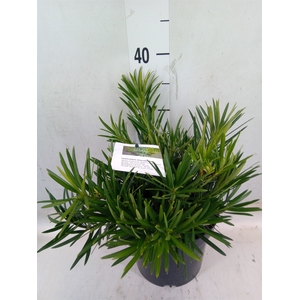 Podocarpus nivalis