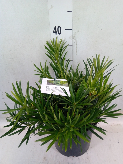 <h4>Podocarpus nivalis</h4>