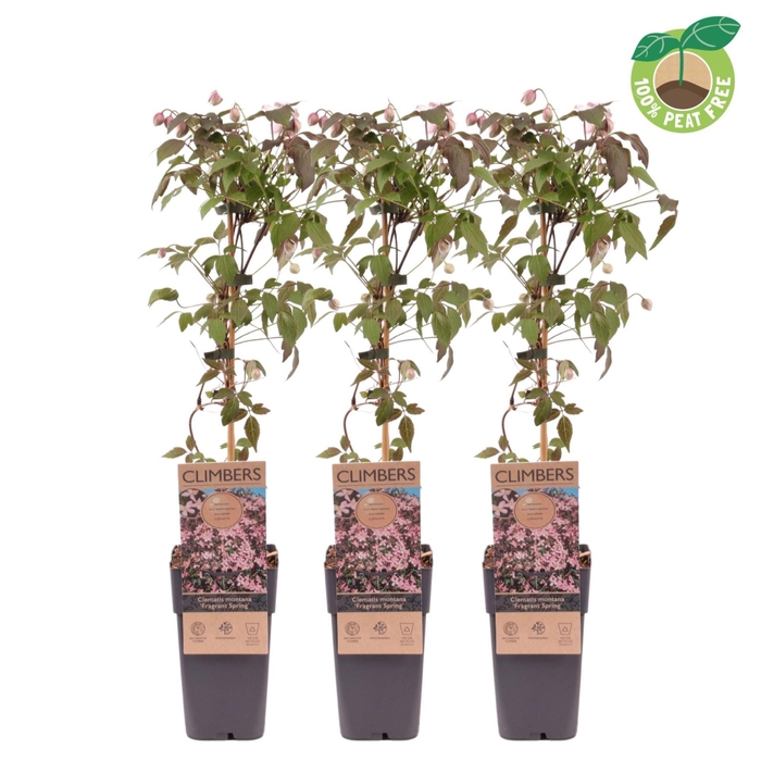 <h4>Clematis Fragrant Spri</h4>