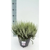 Calluna vulg. 'Garden G Alicia'