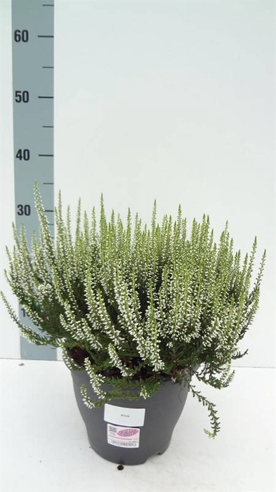 Calluna vulg. 'Garden G Alicia'