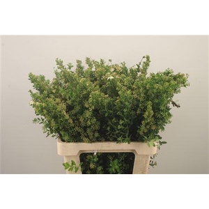 Spirea Nip Snowmound