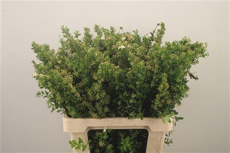 <h4>Spirea Nip Snowmound</h4>