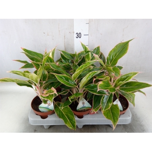 Aglaonema   ...