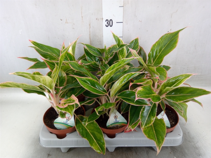 <h4>Aglaonema   ...</h4>