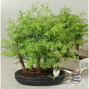 Bonsai overig