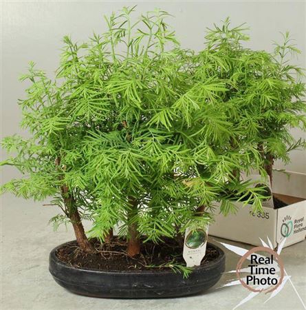 <h4>Bonsai Ov 5pp Larix Bush</h4>