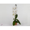 Phalaenopsis  'Elegant Cascade'