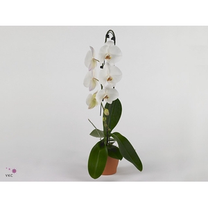 Phal El Boomerang Mix